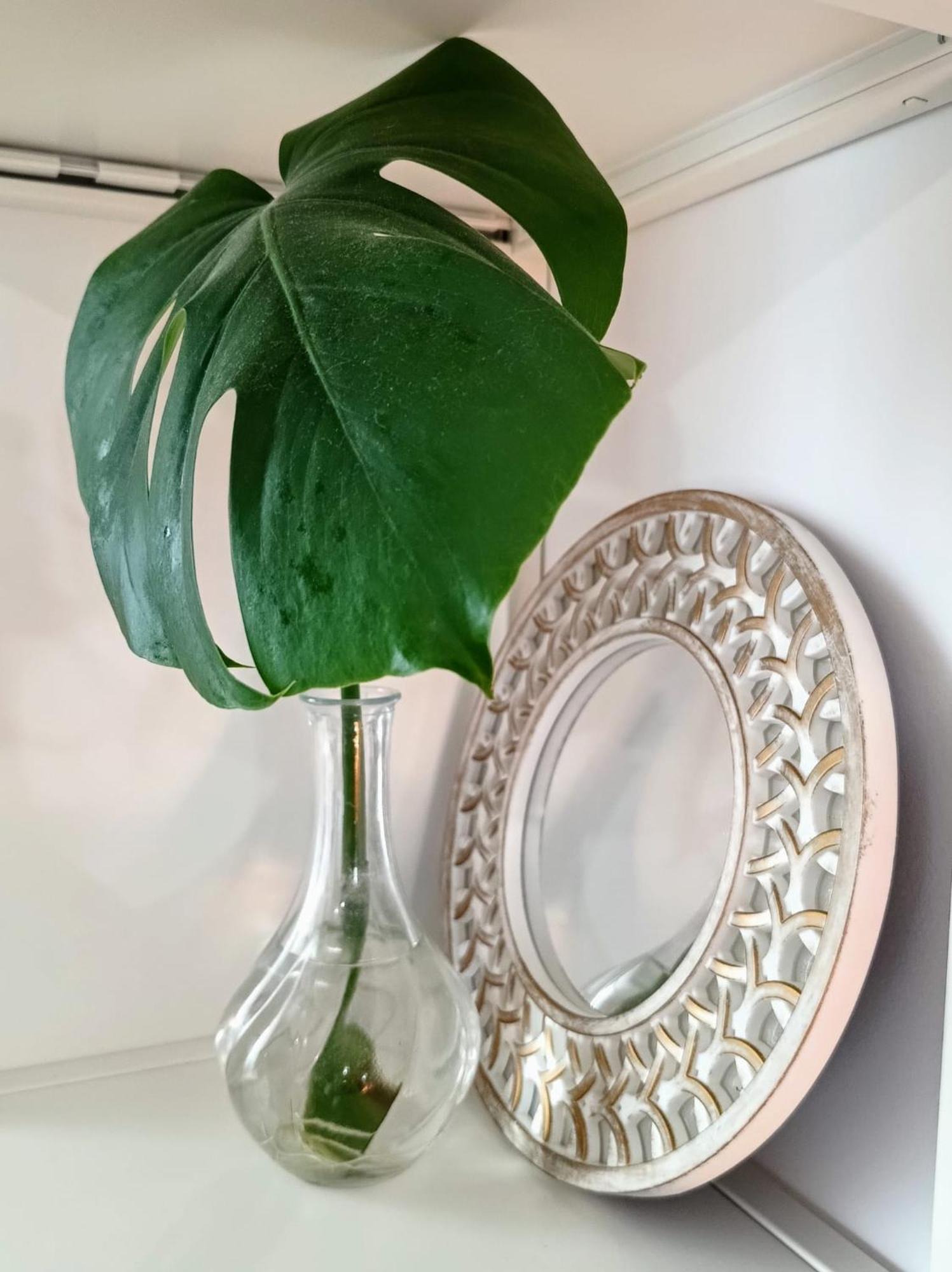 Apartament Sema White *